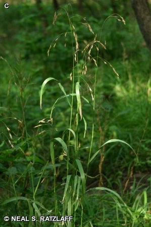 hairy woodland brome